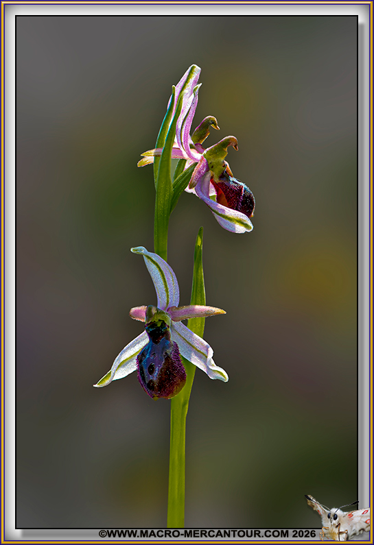 Ophrys arachnitiformis